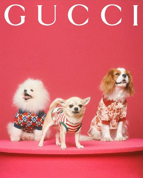 gucci pet 2018|Gucci dog and cat.